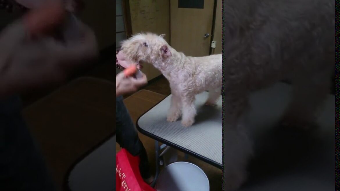 lakelandterrier plucking レイクランドテリアのプラッキング