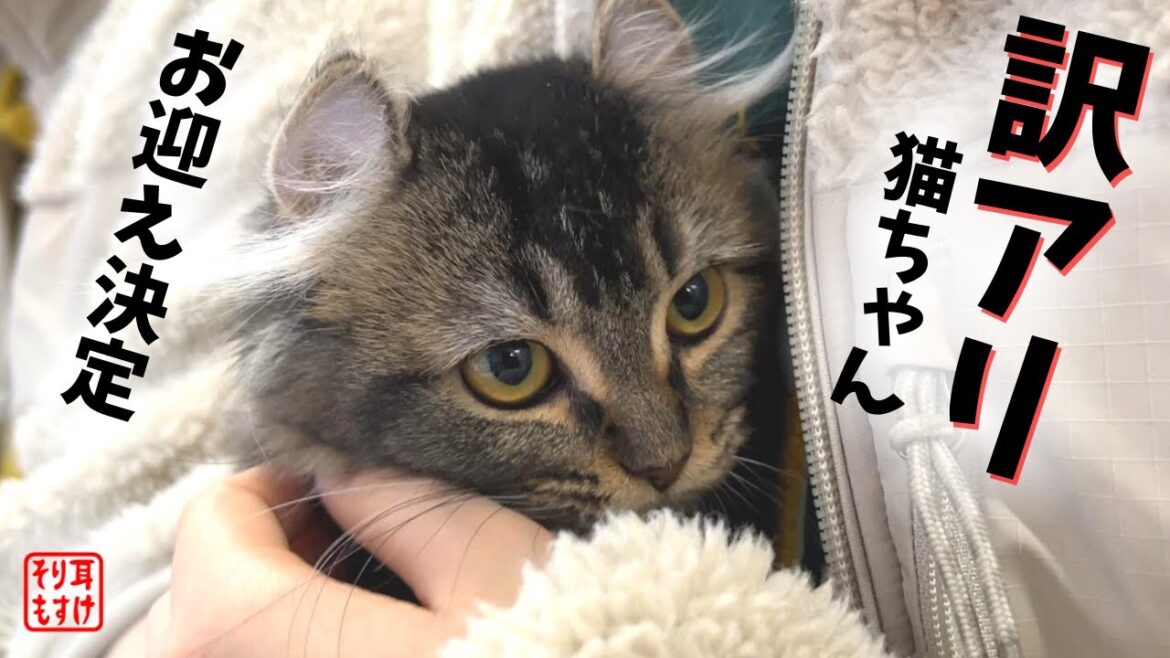 一万円の猫ってどんな猫?お迎えしてみたA cat that was sold for $ 100 一万円の猫ってどんな猫?お迎えしてみたA cat that was sold for $ 100