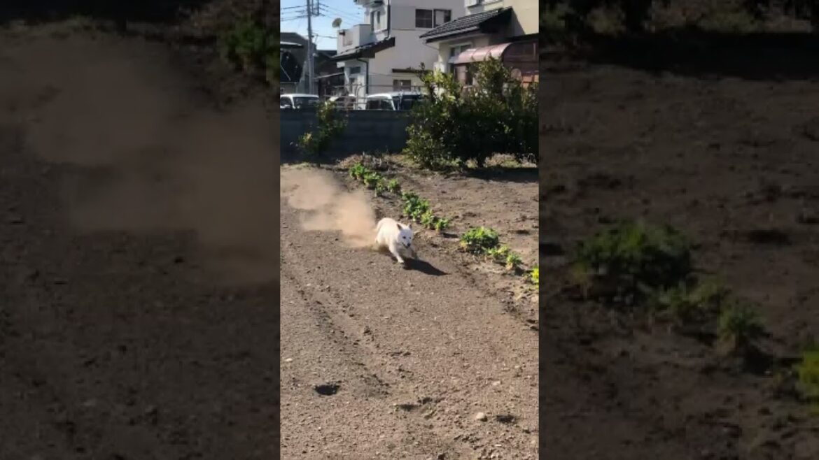 柴犬が畑で爆走した結果…#shorts