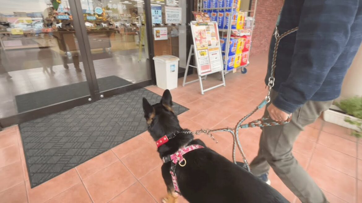 愛犬と新しいハーネスを買いに行ったら、すごいのありました！【ジャーマンシェパード】