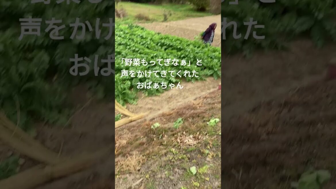 世の中にはこんなに優しい人がいる～犬の散歩をしていたら声をかけてくれたおばぁちゃん #shorts