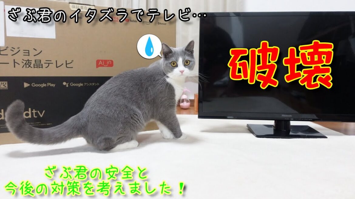 ブリティッシュショートヘア猫のざぶ君がイタズラでテレビを破壊💦今後の安全策を考えた動画です＾＾