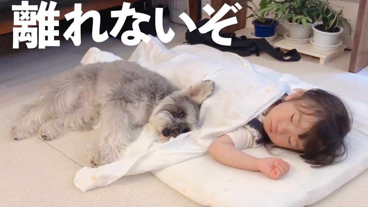【犬と子ども】２歳娘が大好きすぎて笑ってる時も泣いてる時も一緒にいるシュナウザー【ジジトト】Miniature schnauzer with daughter