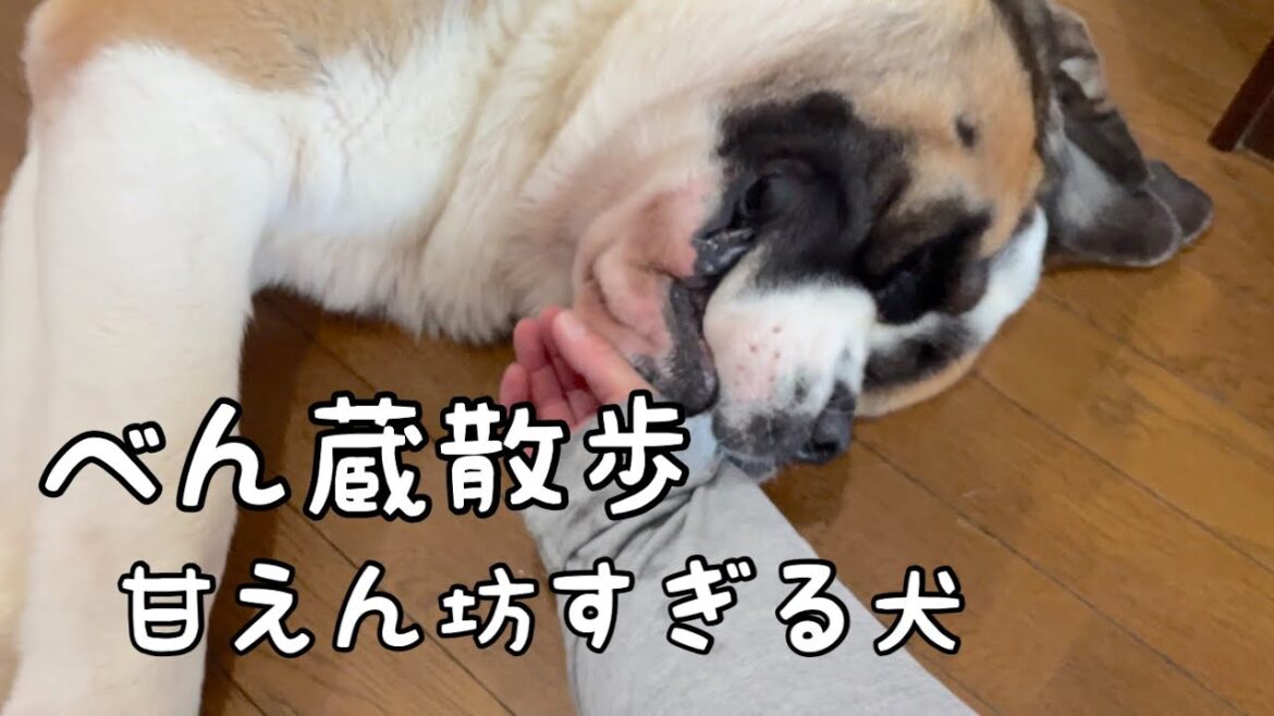 【セントバーナード】とても甘えん坊なべん蔵です🐶