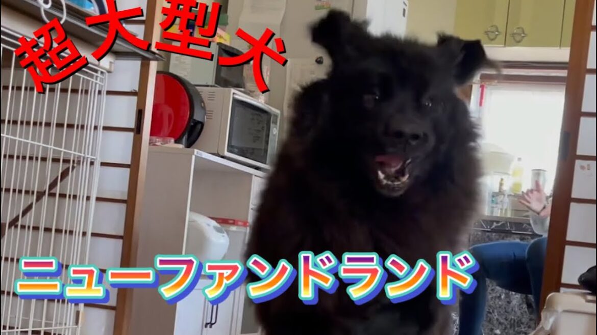 #Shorts 【超大型犬】Newfoundland 保護犬　ニューファンドランド　家の中で大はしゃぎ😀多頭飼い