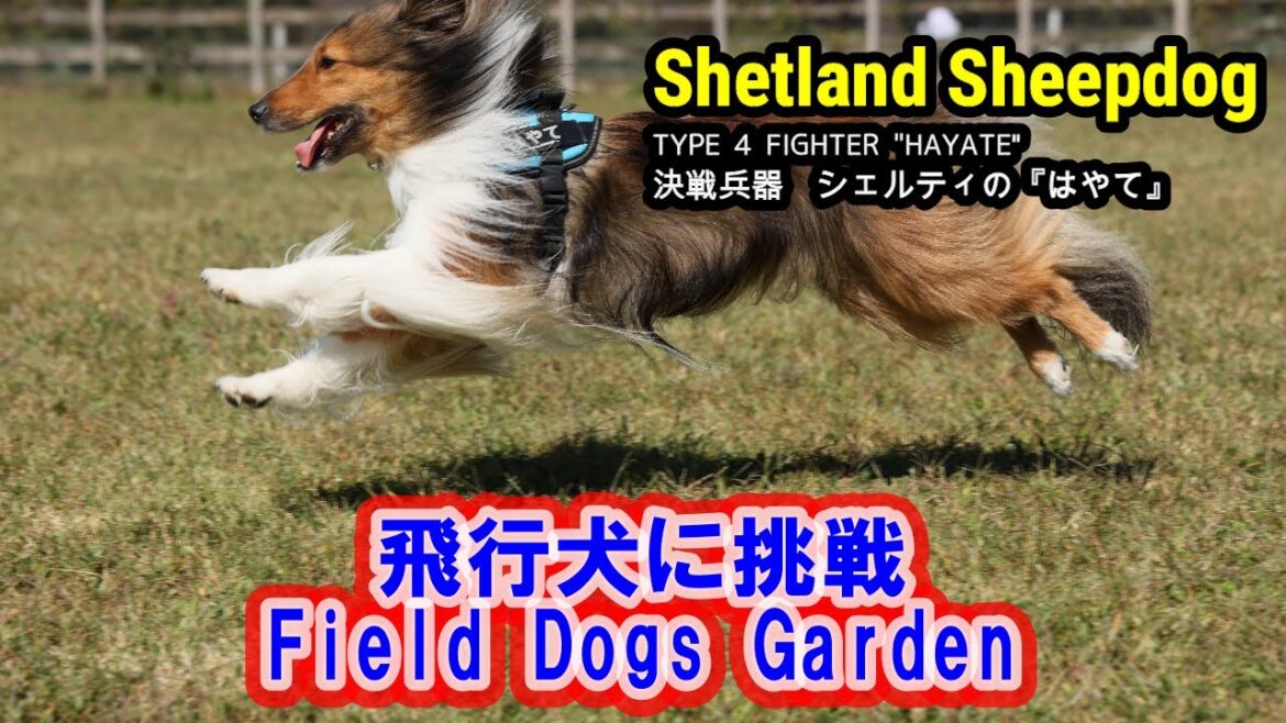 シェルティ はやて 053 飛行犬に挑戦 Field Dogs Garden