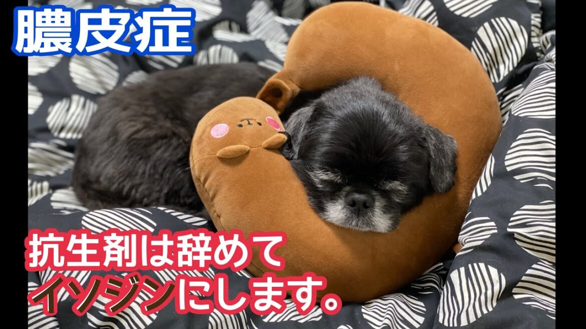 膿皮症のペキニーズ、きず薬で消毒にチャレンジ。