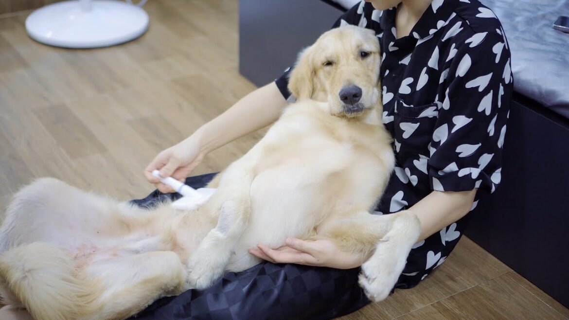 自分を赤ちゃんだと思っているゴールデンレトリバーは洗われたら、こうなりました 自分を赤ちゃんだと思っているゴールデンレトリバーは洗われたら、こうなりました