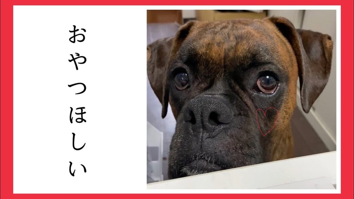 【ボクサー犬】おやつが欲しくてたまらないマックス