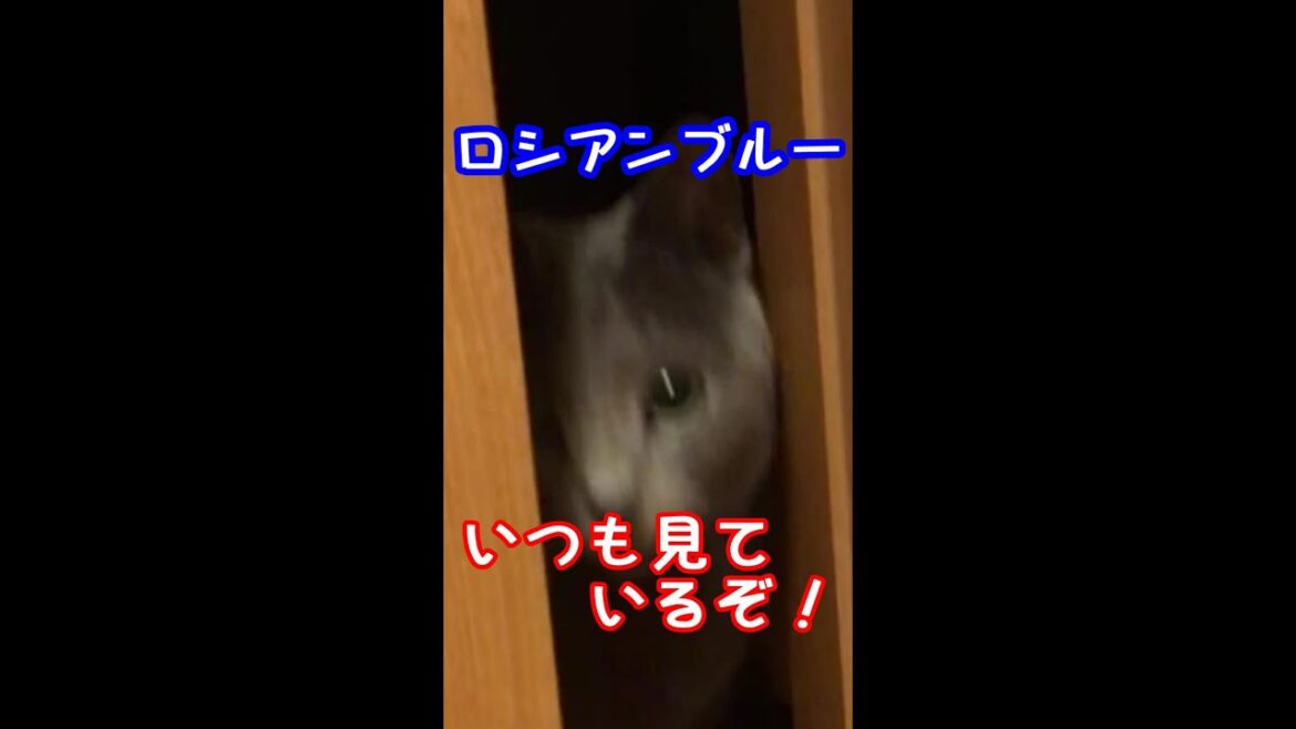 恐怖!見つめる猫!撮影に成功した様子はコチラ【ロシアンブルー】#Shorts 恐怖!見つめる猫!撮影に成功した様子はコチラ【ロシアンブルー】#Shorts