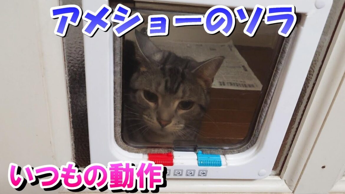 アメショーのソラ 飼い主が見慣れたいつもの動作(アメリカンショートヘア) アメショーのソラ 飼い主が見慣れたいつもの動作(アメリカンショートヘア)