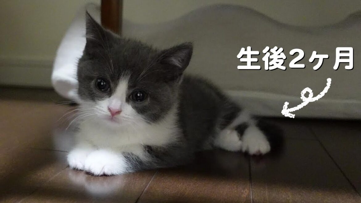 生後2ヶ月の子猫【ブリティッシュショートヘア】が初めてうちにきた時の様子