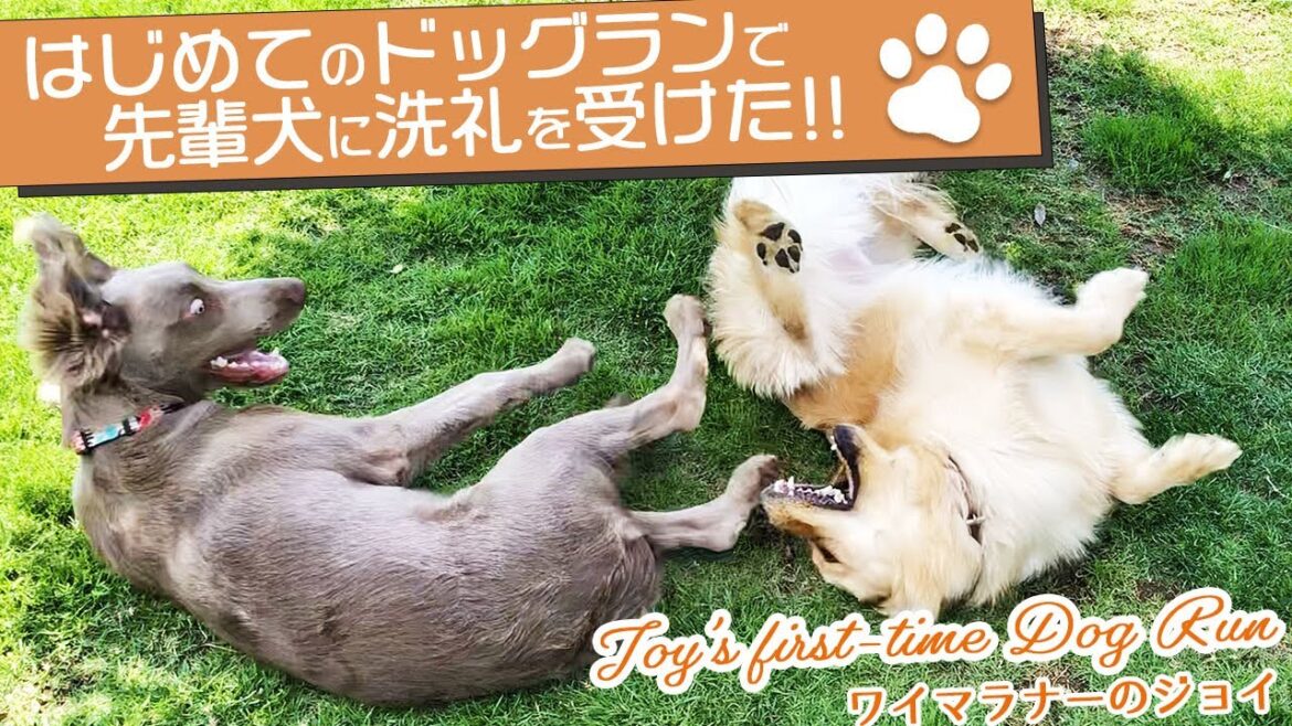 【どっちが強い？】ワイマラナーvsゴールデンレトリバー　※大型犬同士のワンプロ動画