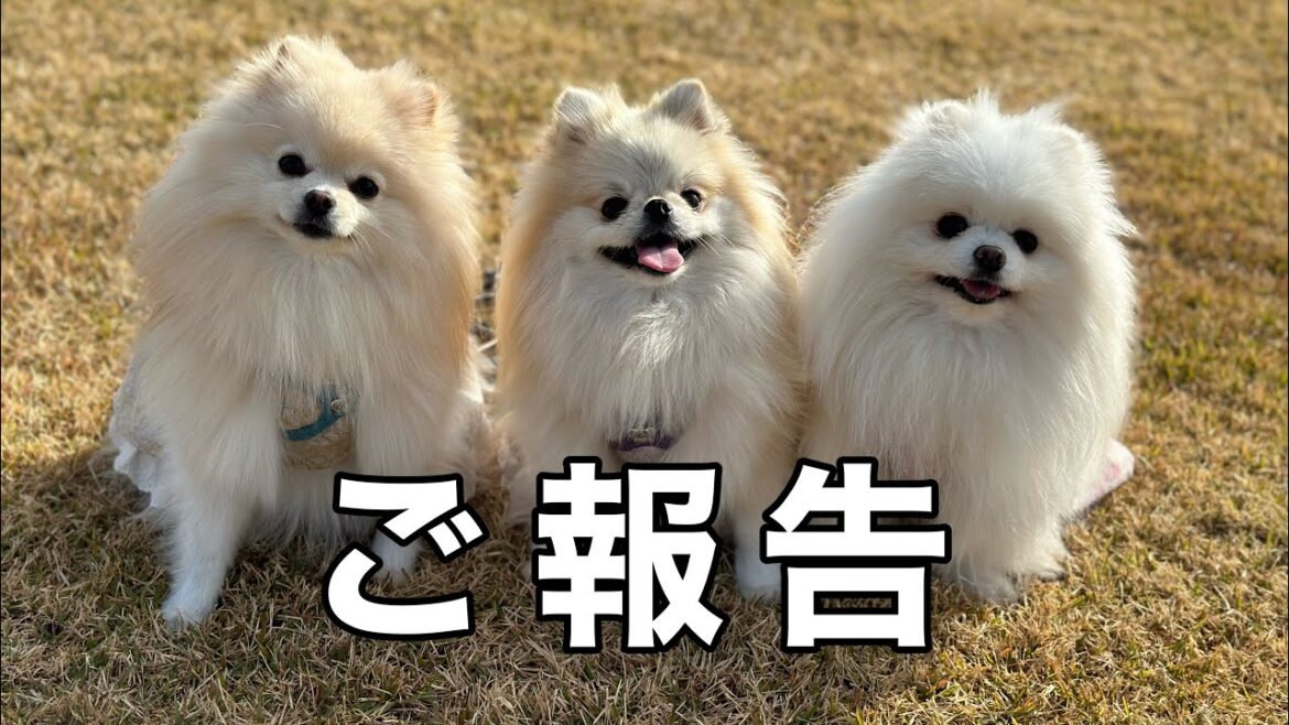 ３姉妹ポメラニアンをご覧の皆様へ大事なお知らせがあります！