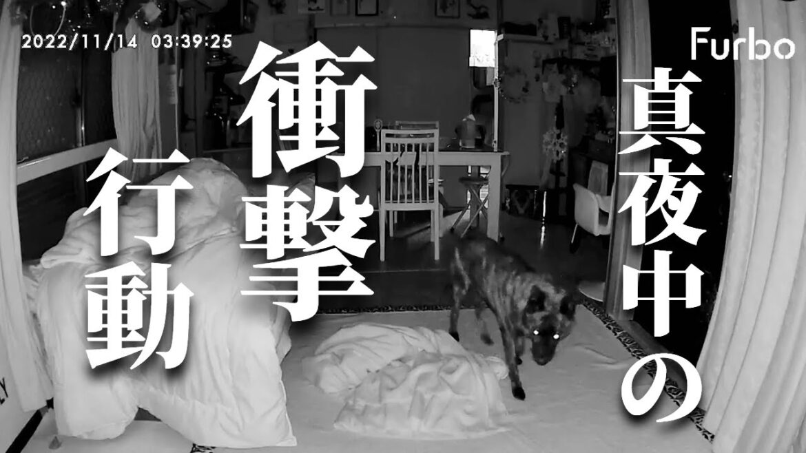 TikTokで110万回再生！ドッグカメラが捉えた甲斐犬の驚きの行動とは！【甲斐犬・柴犬】