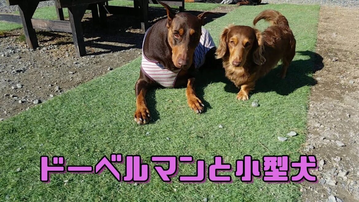 ドーベルマンと暮らす小型犬