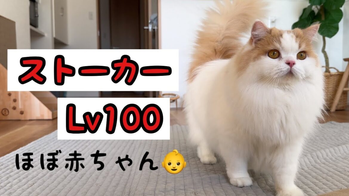 赤ちゃん返りしちゃった猫に困っていますw 赤ちゃん返りしちゃった猫に困っていますw