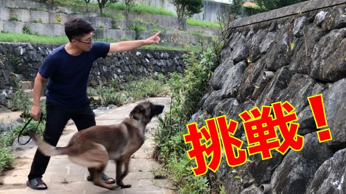 壁上りに挑戦！これぞ大型犬マリノアの魅力。楽しすぎます。