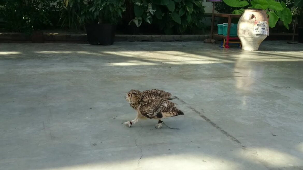 歩くフクロウ　掛川花鳥園のベンガルワシミミズク
