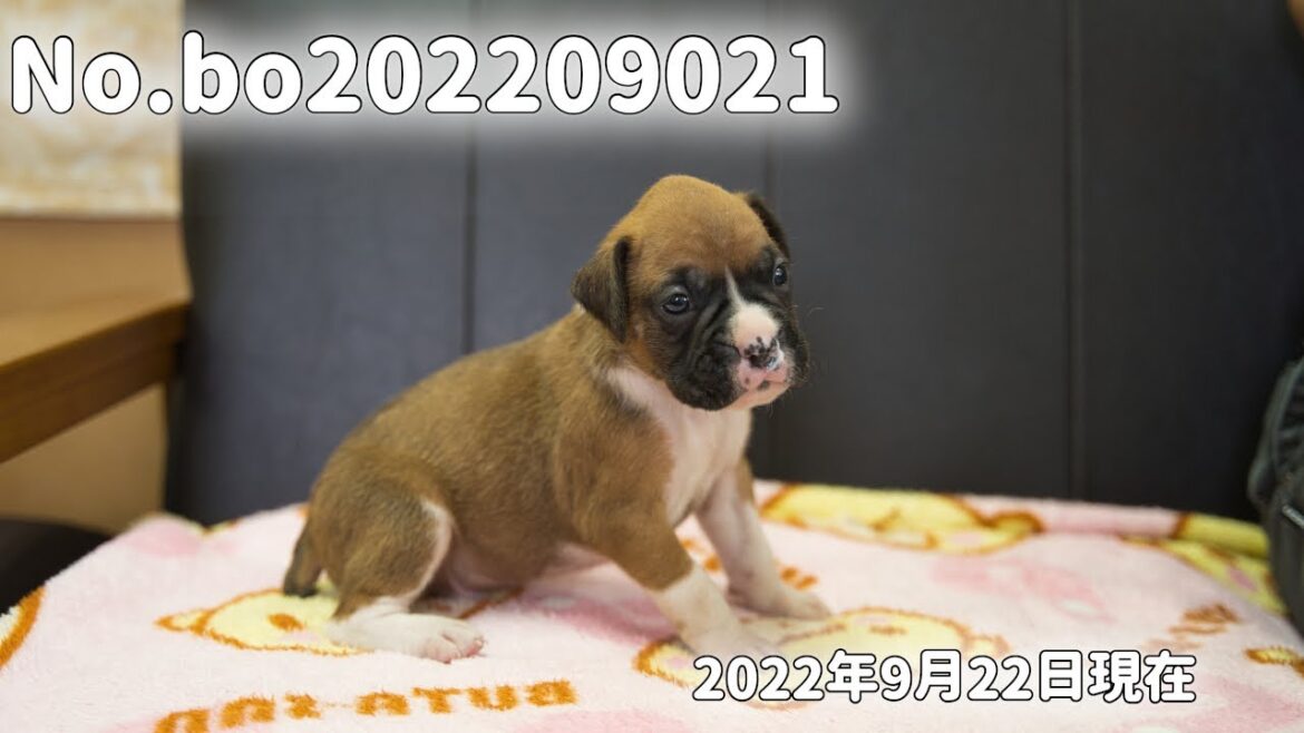 ボクサー犬の子犬販売 No.bo202209021 静岡県浜松市のブリーダー 2022年9月2日生 9月22日現在