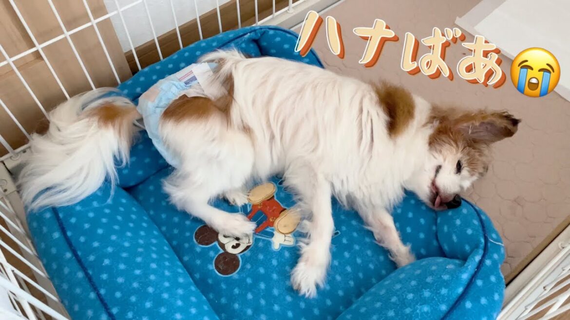 とんでもないジンクスを作ってしまった18歳おばあちゃんパピヨンハナばあ