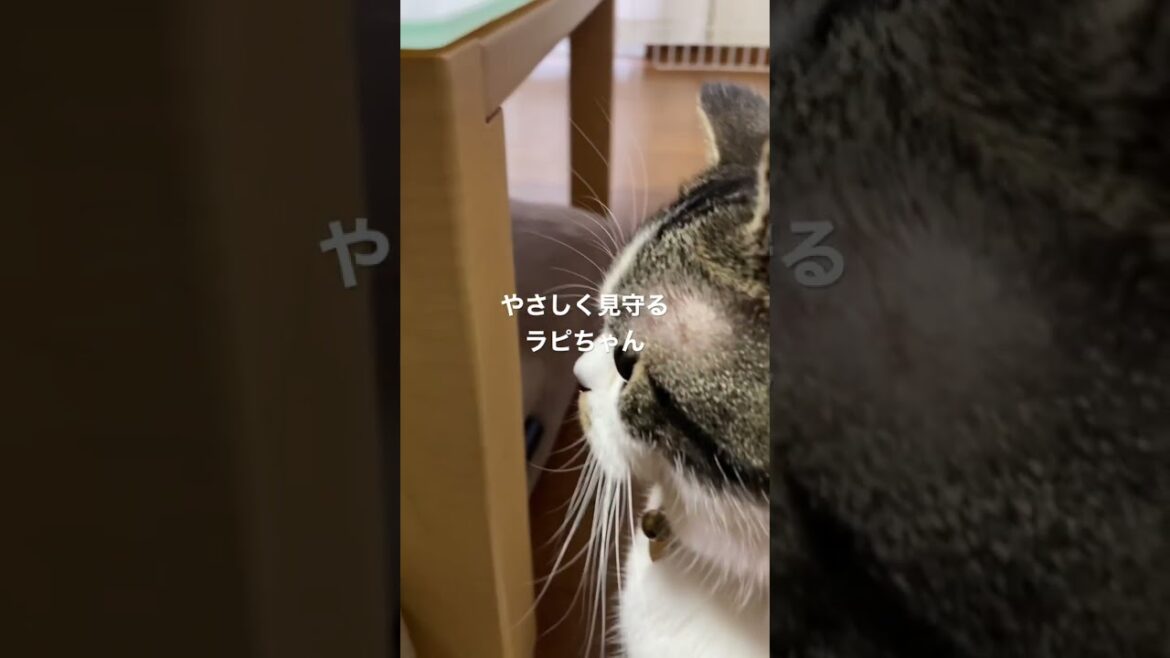 子猫動画　マンチカンのラピちゃんとブリティッシュのあおくん　子猫を見守ってると思ったら…