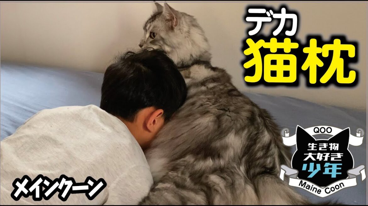 【メインクーン】猫枕を許す大型猫。過ごしてきた時間の長さが少年を受け入れるきっかけに 【メインクーン】猫枕を許す大型猫。過ごしてきた時間の長さが少年を受け入れるきっかけに