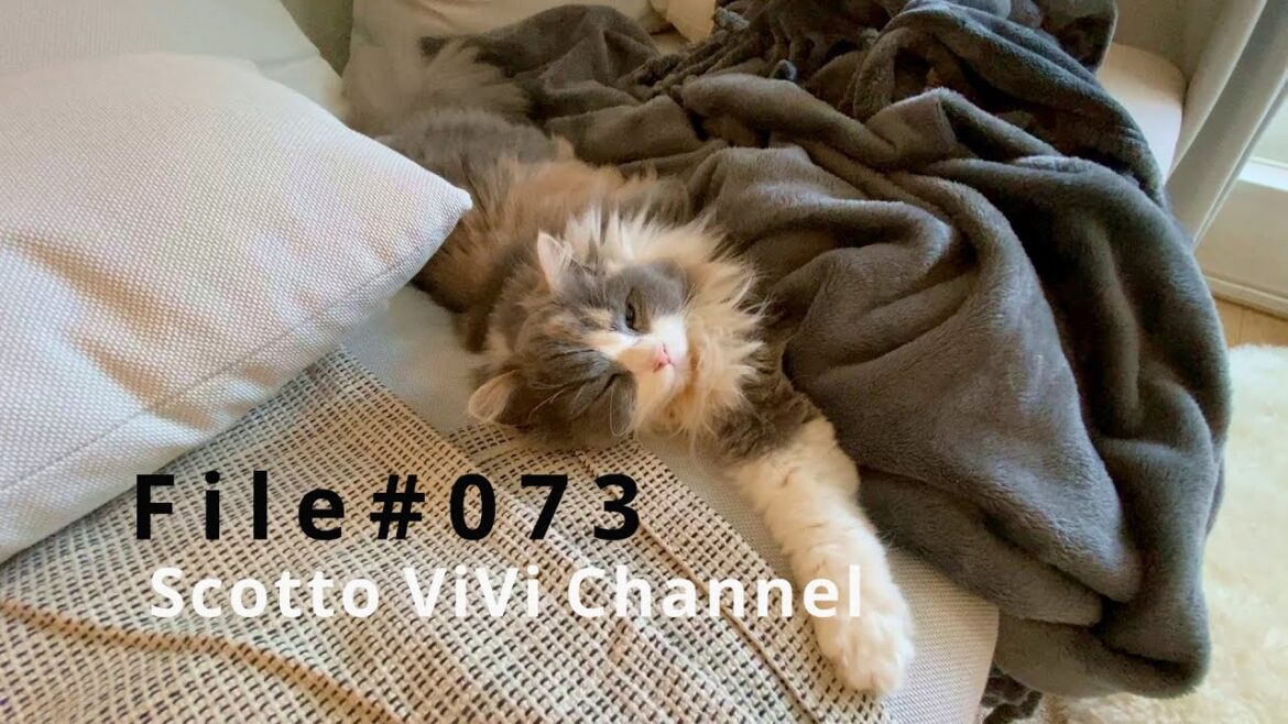 File#073〜顔を隠して寝ている長毛スコティッシュフォールド〜 File#073〜顔を隠して寝ている長毛スコティッシュフォールド〜