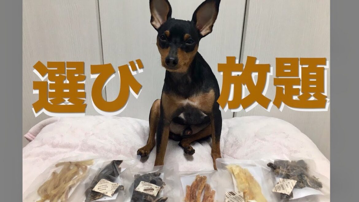 ミニチュアピンシャー 力田力男のおやつ6種 セレクトレース miniature pinscher ミニチュアピンシャー 力田力男のおやつ6種 セレクトレース miniature pinscher