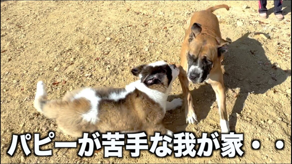 セントバーナードのパピーと遊んだよ！