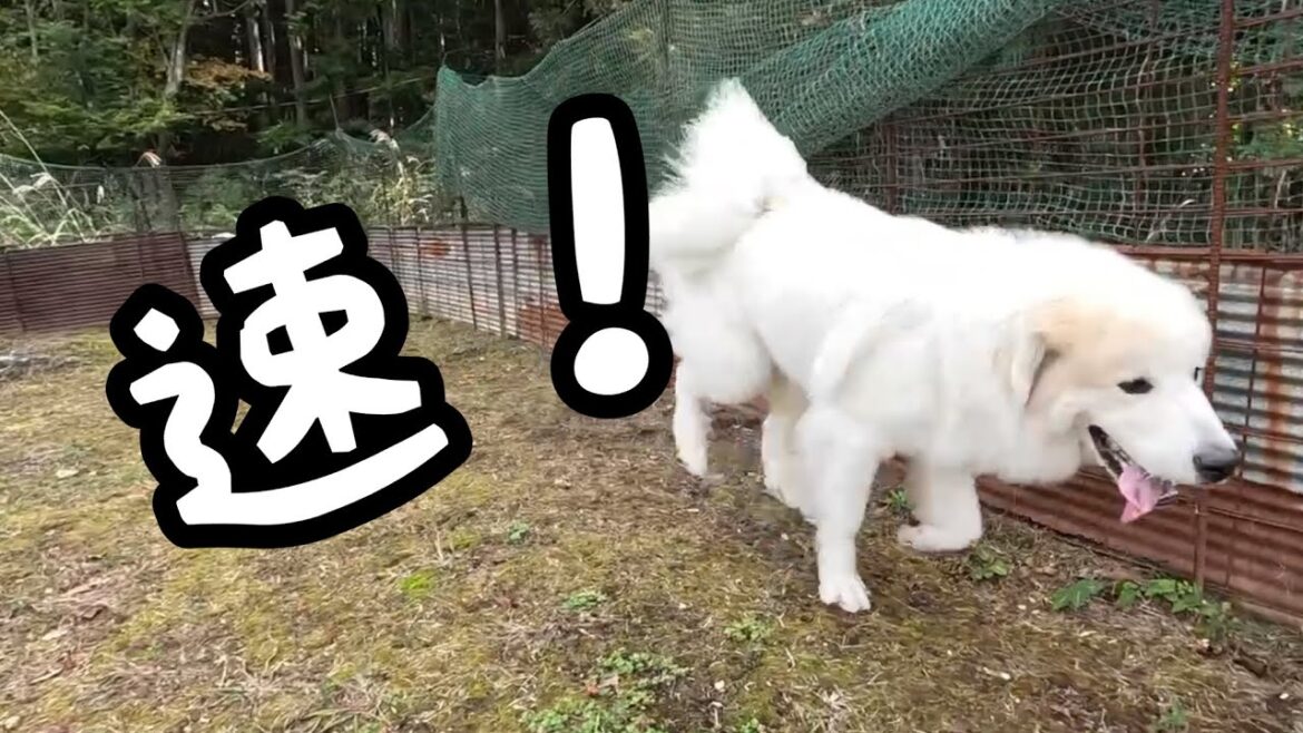 【グレートピレニーズ】こんなに気持ちよさそうに走るの初めて! 【グレートピレニーズ】こんなに気持ちよさそうに走るの初めて!