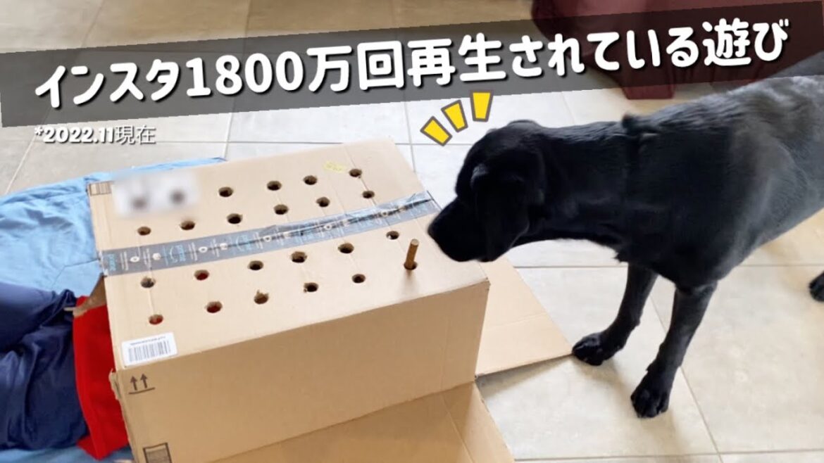 全身で楽しさを表すラブラドールが可愛いすぎたw【犬の遊び】