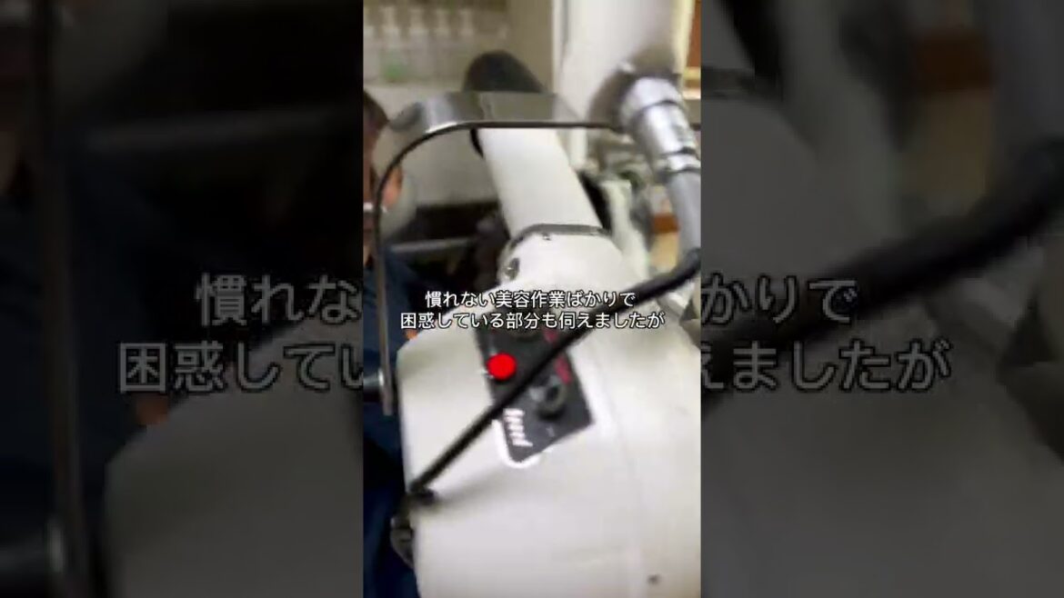 【はじめての美容室】生後3ヶ月半のワイヤーフォックステリアくんの場合