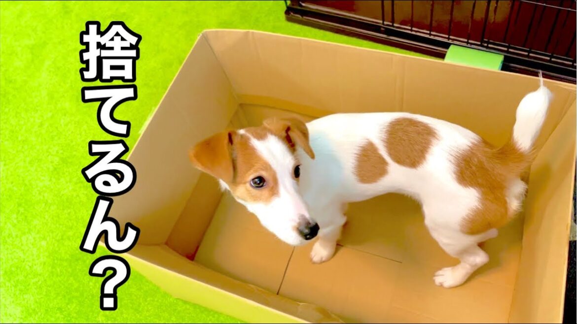 捨てられると思った直後に待っていた、思わぬ展開とは［しゃべる犬 ジャックラッセルテリア］