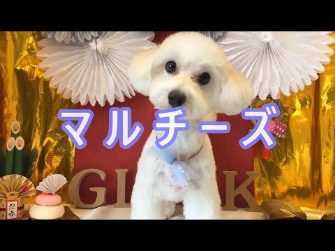 マルチーズのトリミング マルチーズのトリミング