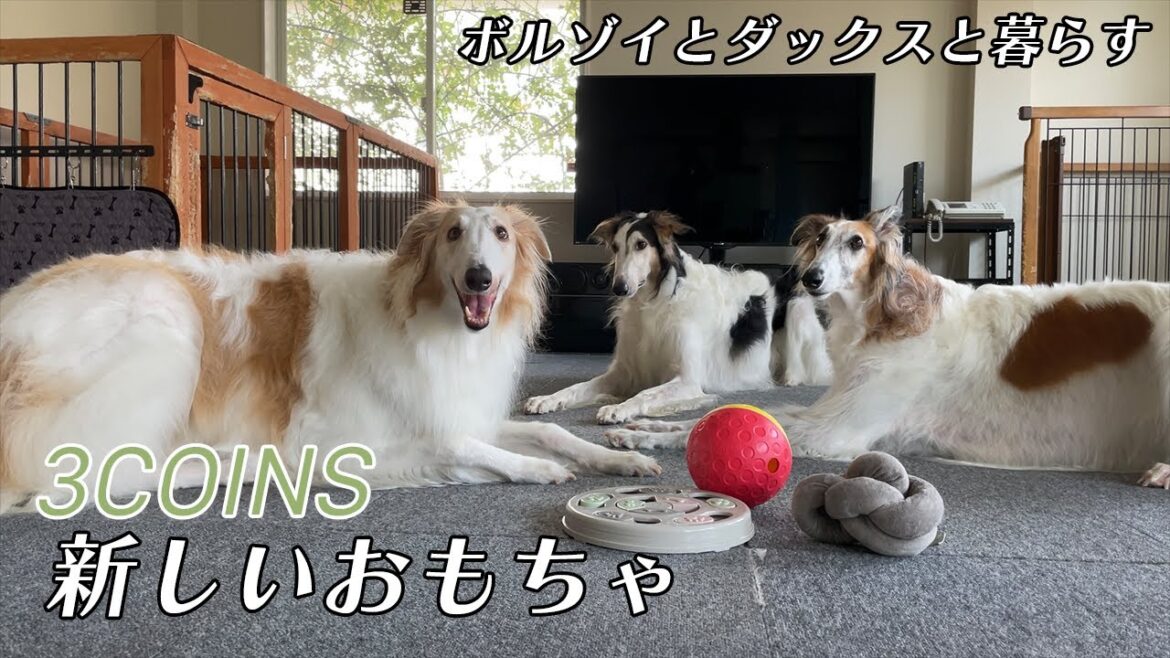 【３COINSでおもちゃ購入！】ボルゾイ達に知育玩具で遊んでもらいました！