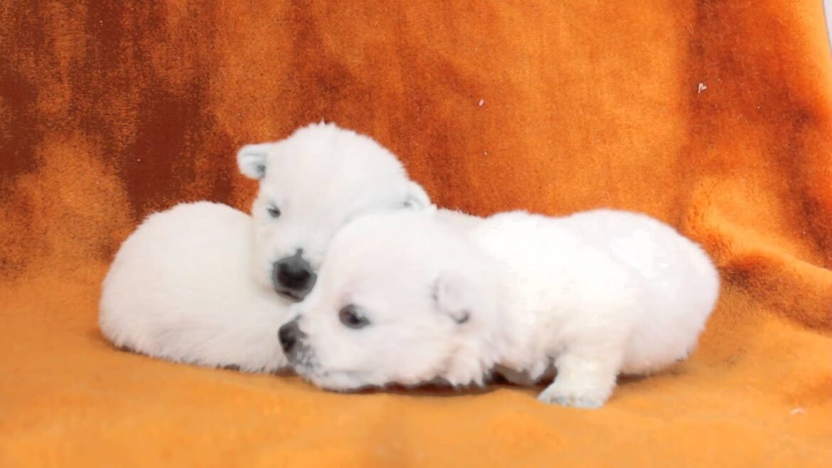 ウェストハイランドホワイトテリア子犬（2/1日生れ）メス｜子犬販売Smile-1【スマイルわん】｜関東・埼玉県ブリーダー