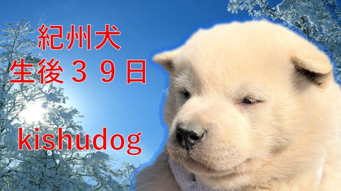 紀州犬の男の子、ヤンチャに成って来ました。Cheerful puppy【Samurai dog TV】