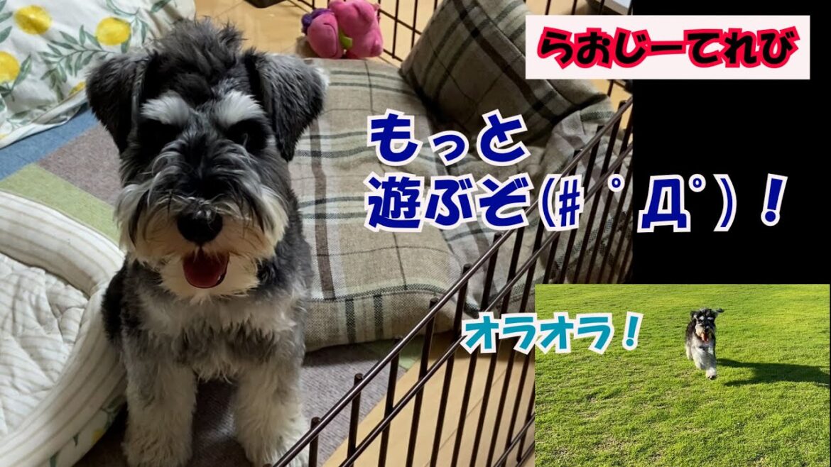 【犬のモヒカン】甘えん坊なミニチュアシュナウザー　らおじーてれび