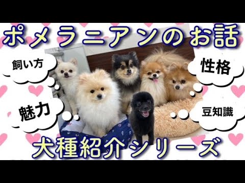ポメラニアンの魅力や特徴、飼い方のお話・犬種紹介シリーズ【№134】 ポメラニアンの魅力や特徴、飼い方のお話・犬種紹介シリーズ【№134】