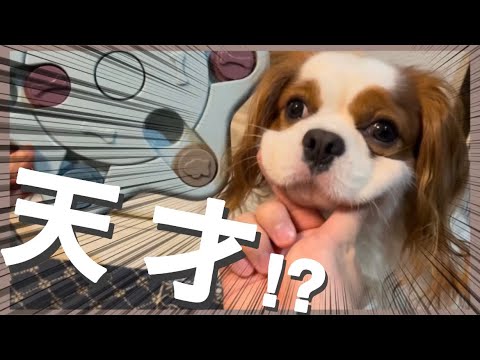 【キャバリア】お散歩に行けない愛犬が知育玩具で遊んでみたら隠れた才能を発揮⁉︎【キャバリアるっちゃんのゆる〜い日常】 【キャバリア】お散歩に行けない愛犬が知育玩具で遊んでみたら隠れた才能を発揮⁉︎【キャバリアるっちゃんのゆる〜い日常】