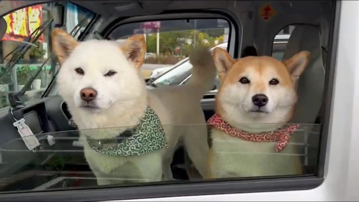 柴犬夫婦は大切なお仕事をして来ました！