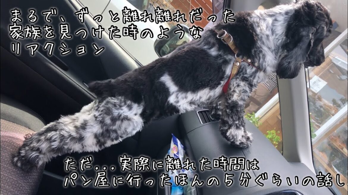 【1コマ動画#26】片時も離れたくない　イングリッシュコッカースパニエル「みみ」の気持ち