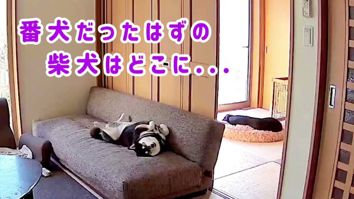 警備は万全？！飼い主の留守を守る柴犬とラブラドールが秀逸だった…。