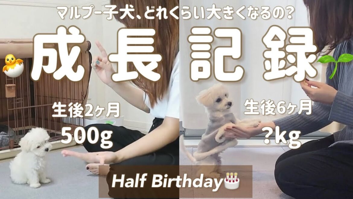 【成長記録】マルプー子犬、生後2ヶ月~6ヶ月の成長記録を公開。夫婦とわんこの思い出Vlog。【Half Birthday🎂】マルチーズ×トイプードル 【成長記録】マルプー子犬、生後2ヶ月~6ヶ月の成長記録を公開。夫婦とわんこの思い出Vlog。【Half Birthday🎂】マルチーズ×トイプードル