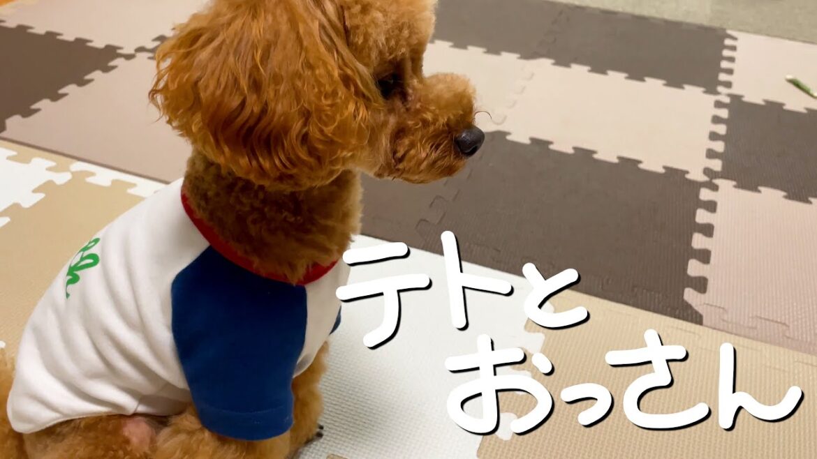 【トイプードルのテト】テトとおっさん その8・静かな暮らし#toypoodle