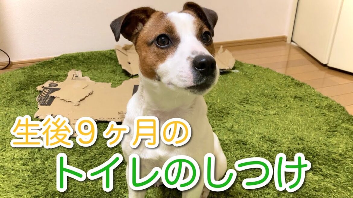 生後9か月のトイレのしつけ　ジャックラッセルテリア子犬【なのは】