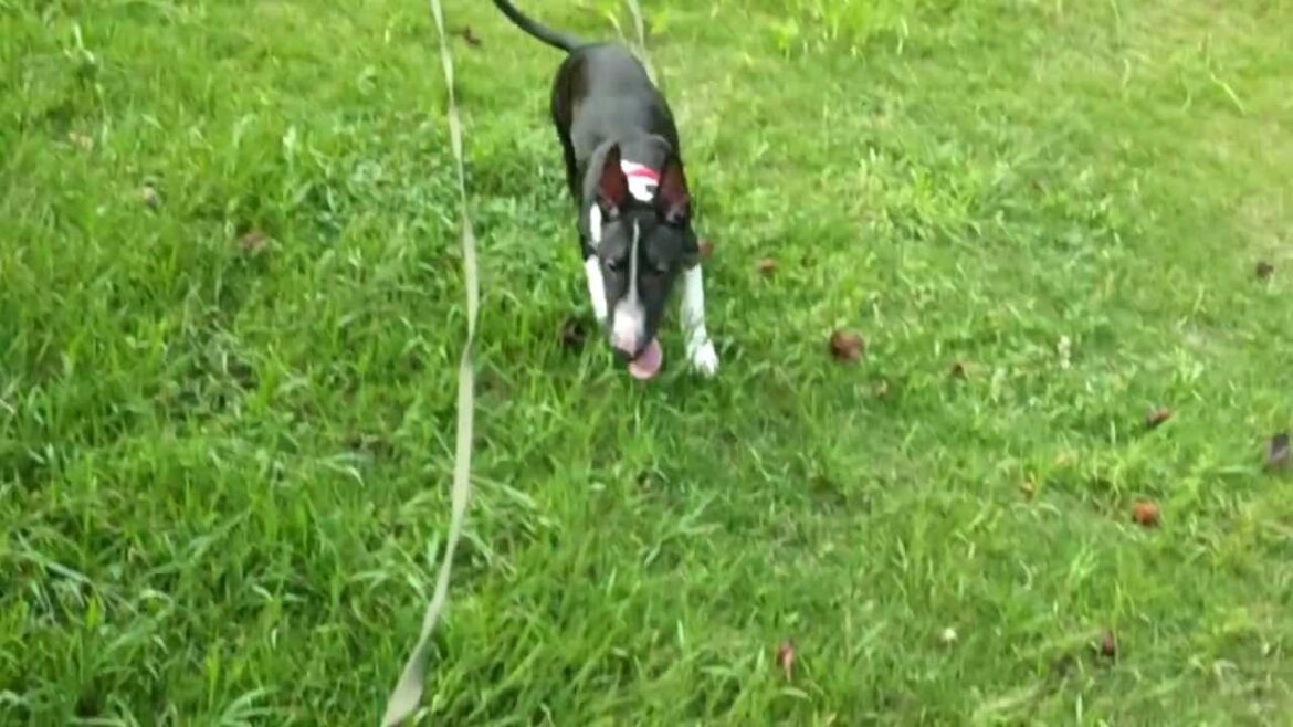 ミニチュアブルテリアの「ぐぅちゃん」 Bull Terrier