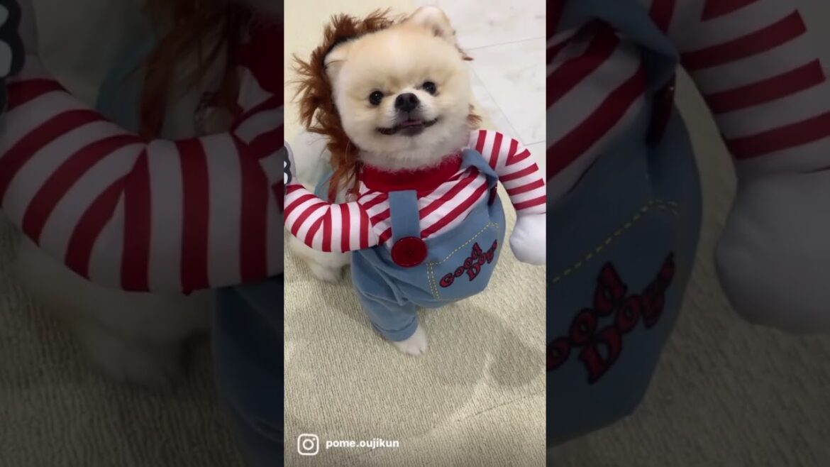 【恐怖】チャッキー犬【仮装】#shorts #ぽめらにあん #ポメラニアン#チャッキー#ハロウィン#仮装