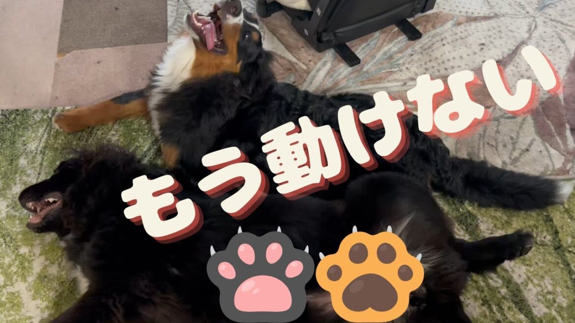 ワンプロ後のハニーちゃん・ライリーくんの様子（ニューファンドランド・超大型犬・バーニーズマウンテンドッグ・大型犬）